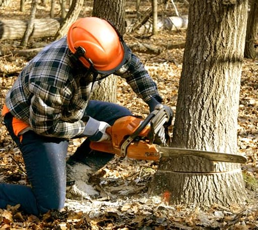 Tree Removal in Chebeague Island, ME